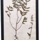 Herbiers anciens encadrés, lot de 4