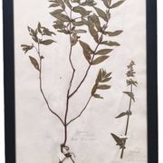 Herbiers anciens encadrés, lot de 4