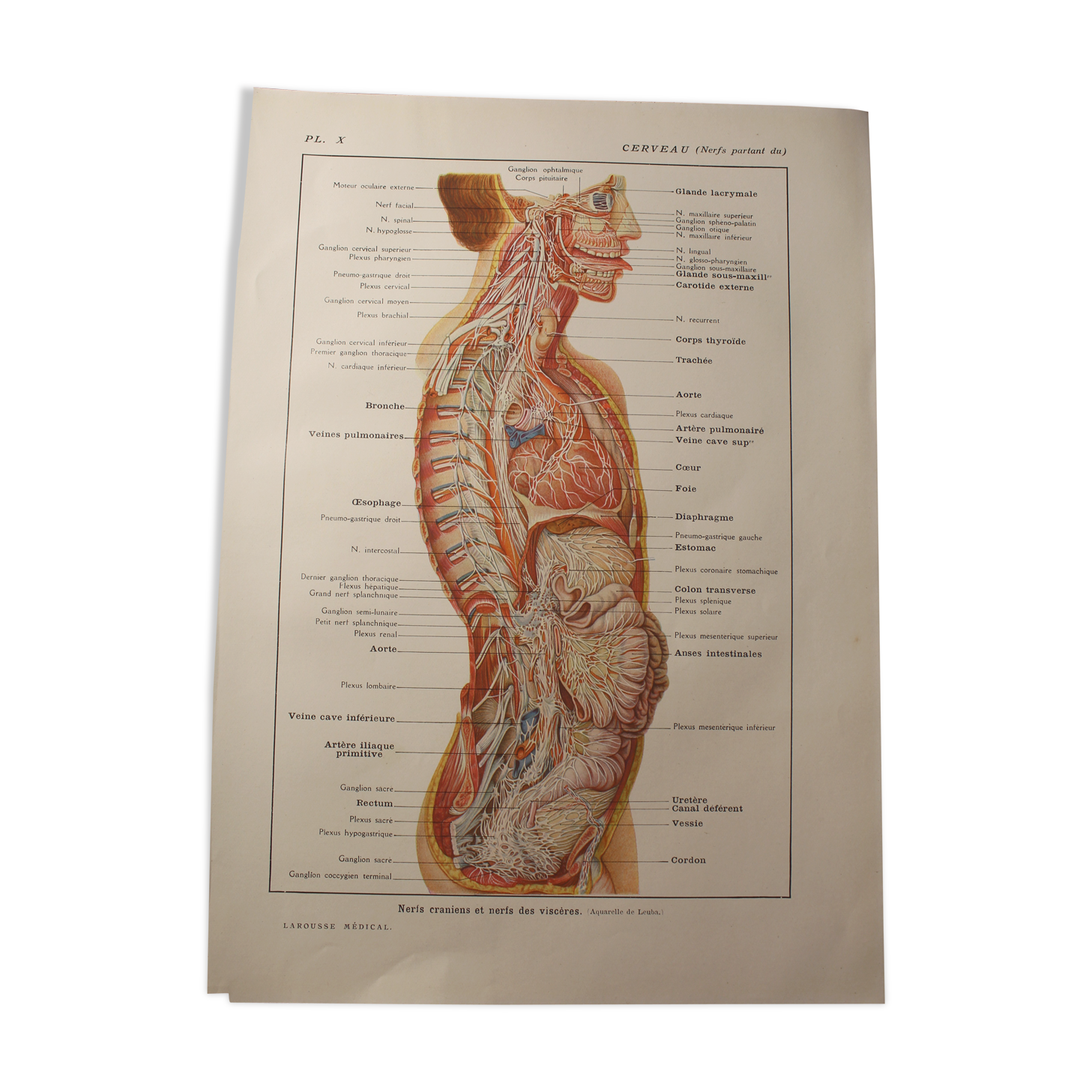 Medical board - anatomy - brain (nerves from...)