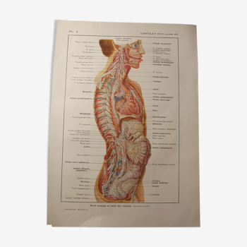 Planche médicale - anatomie - cerveau (nerfs partant du...)