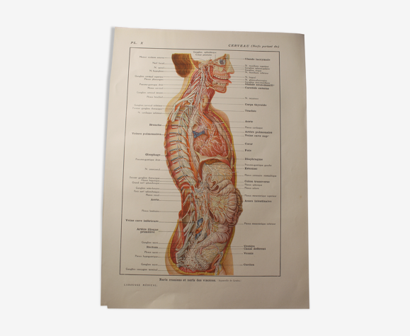 Planche médicale - anatomie - cerveau (nerfs partant du...)