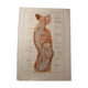 Medical board - anatomy - brain (nerves from...)