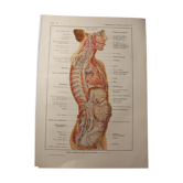 Planche médicale - anatomie - cerveau (nerfs partant du...)