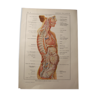 Medical board - anatomy - brain (nerves from...)