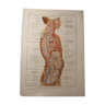 Medical board - anatomy - brain (nerves from...)