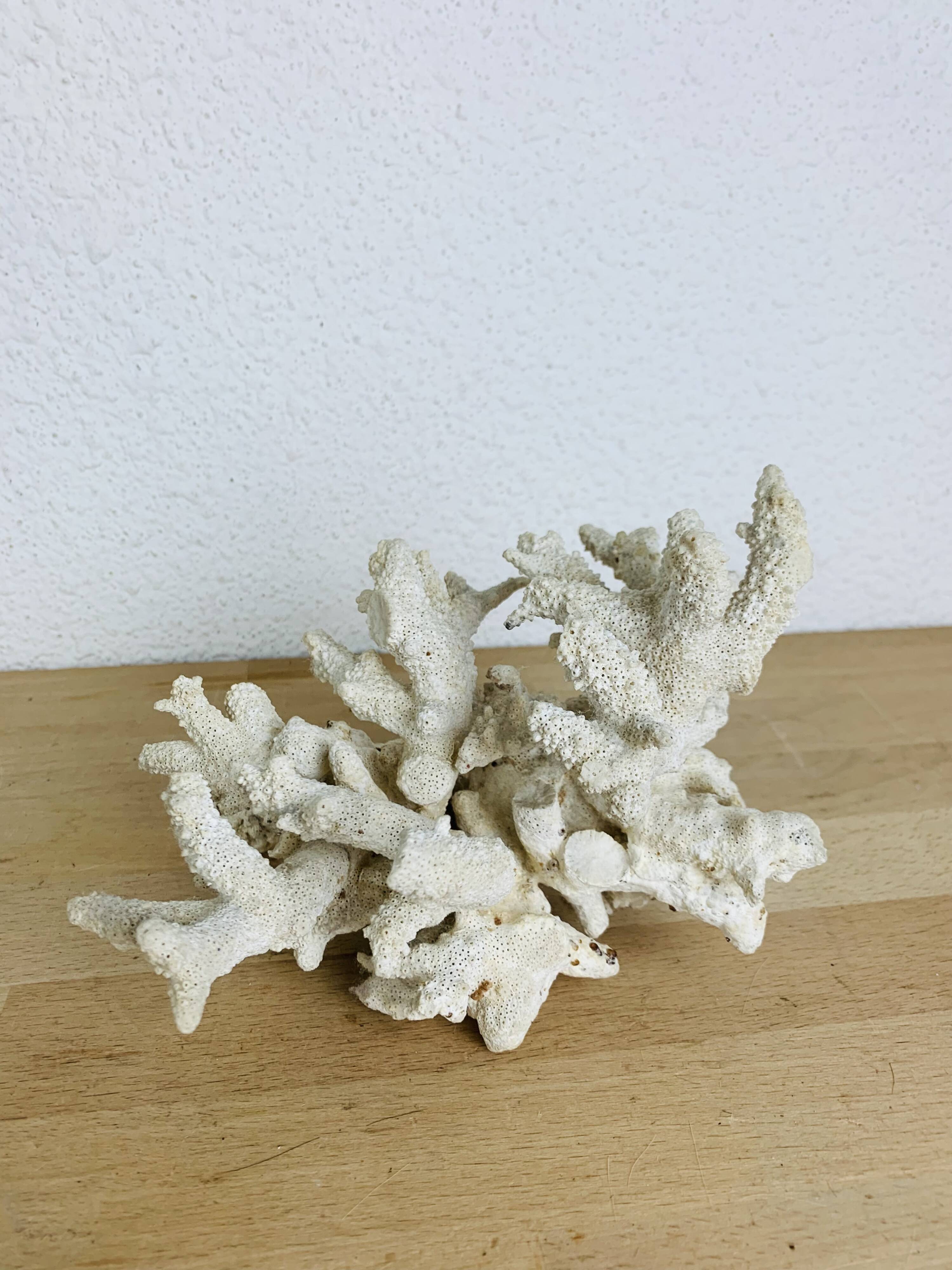 3 ancient white corals