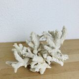 3 ancient white corals