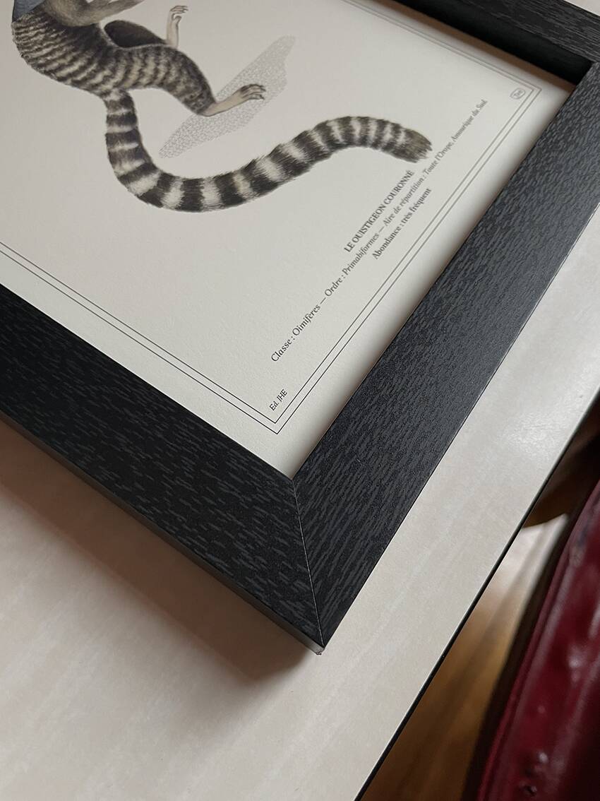 Lithograph engraving chimera animal framed, the flamoulpe 22x28 cm