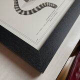 Lithograph engraving chimera animal framed, the flamoulpe 22x28 cm