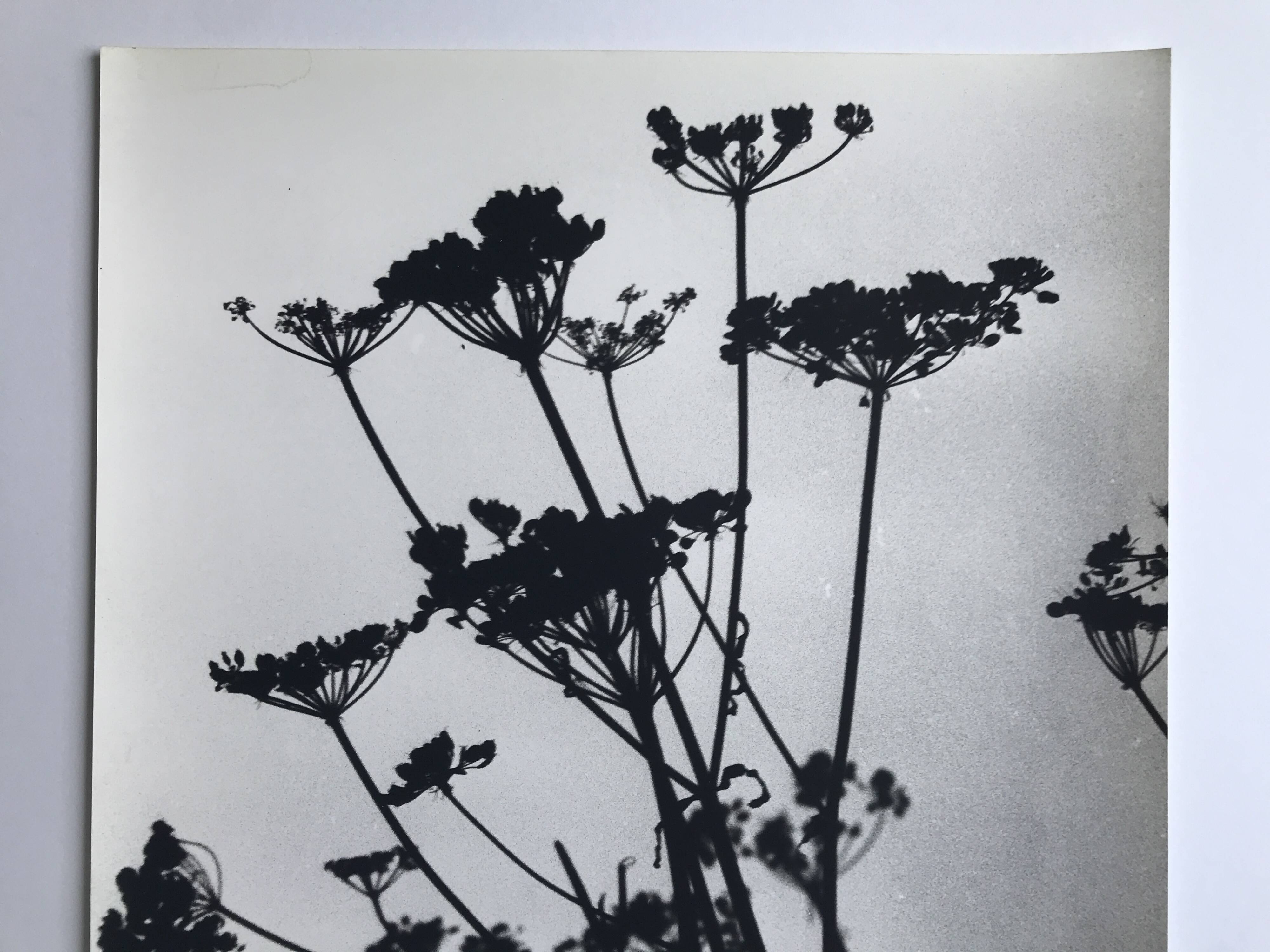 Rosine NUSIMOVICI, Untitled (Umbelliferae), c 1980. Black and white silver print