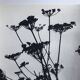 Rosine NUSIMOVICI, Untitled (Umbelliferae), c 1980. Black and white silver print