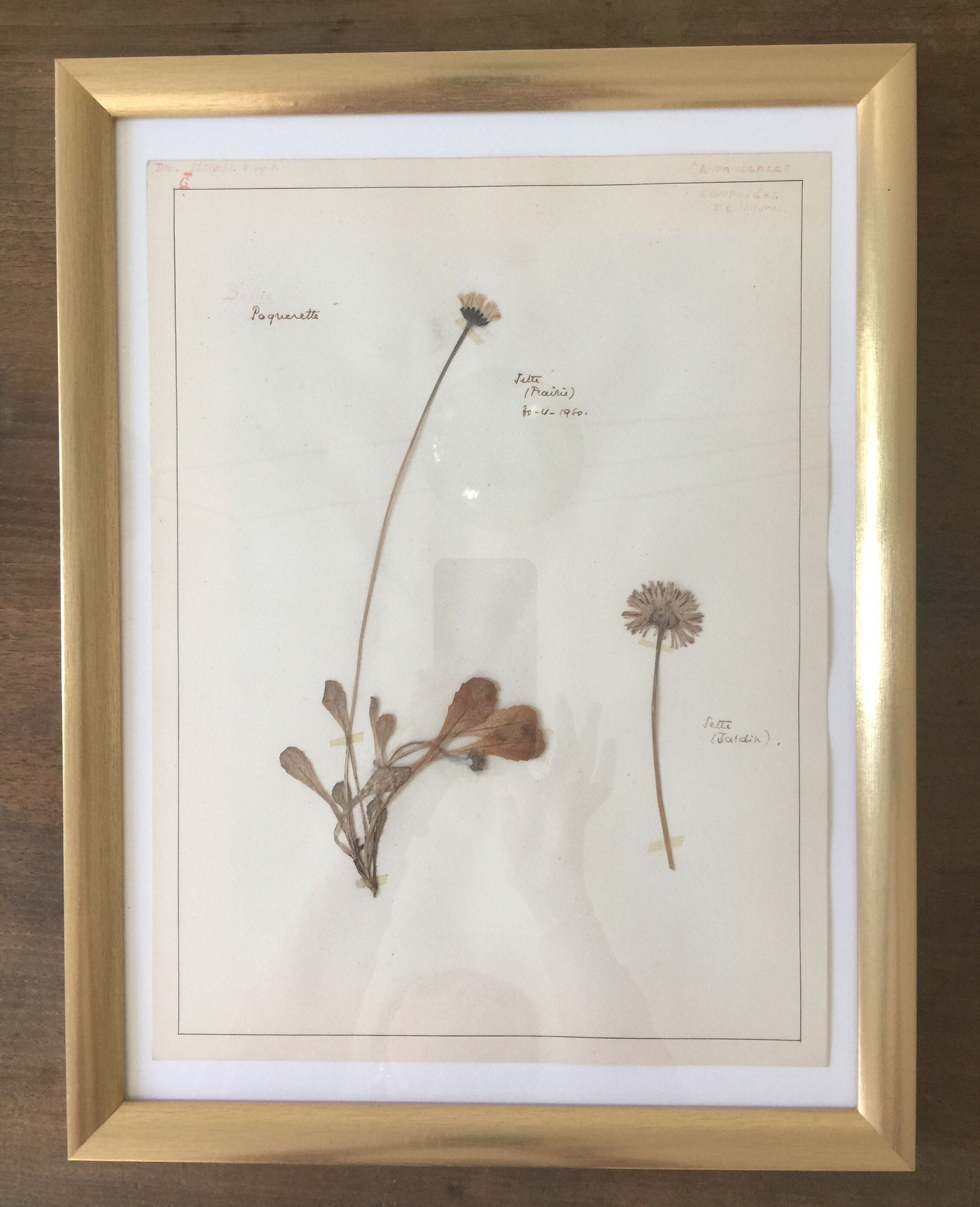 6 planches herbier datant de 1950 Provenance Belgique