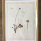 6 planches herbier datant de 1950 Provenance Belgique