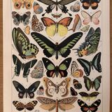 Lithograph of exotic butterflies - 1900