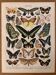 Lithograph of exotic butterflies - 1900