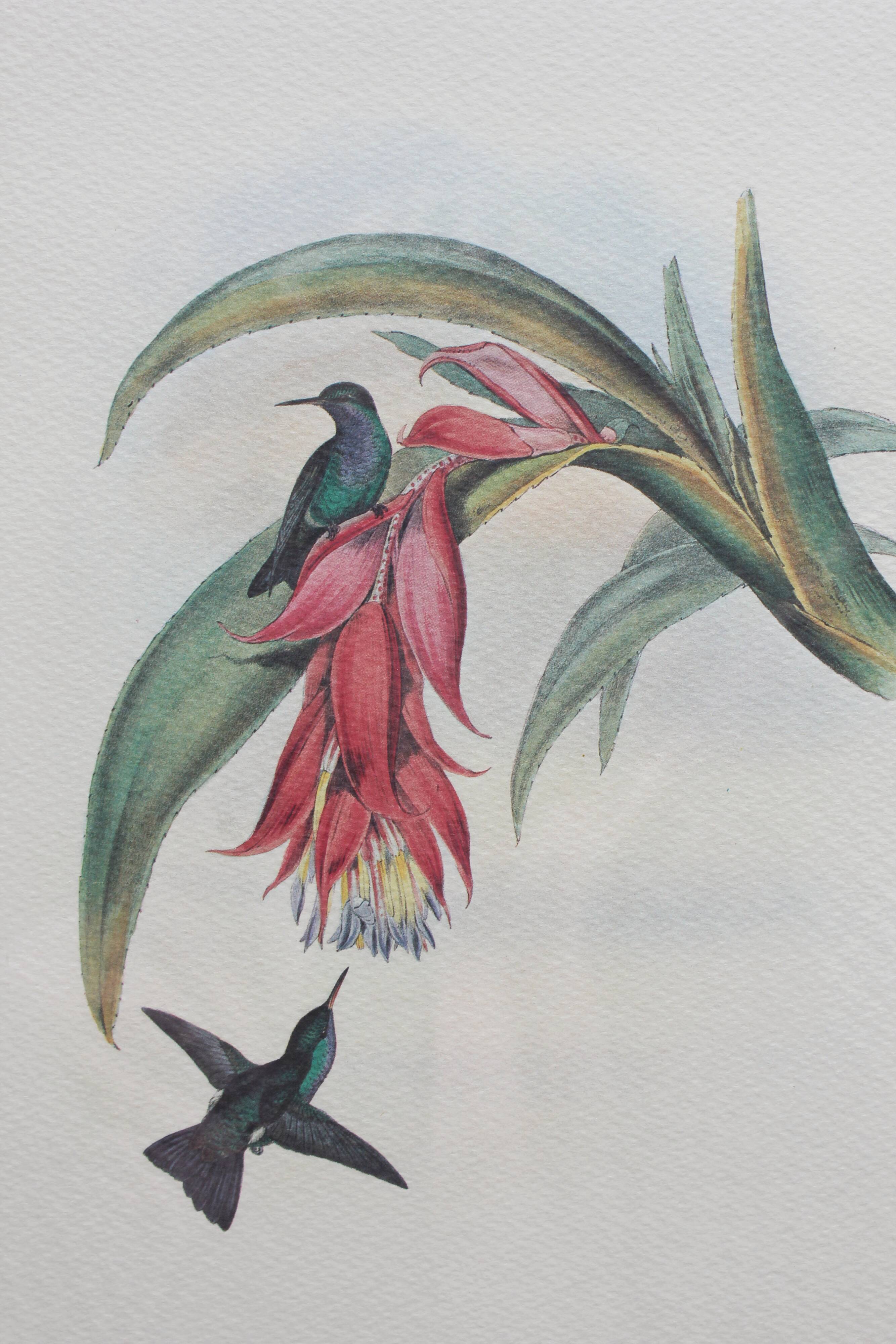 2 framed bird lithographs, vintage watercolor posters