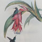 2 framed bird lithographs, vintage watercolor posters