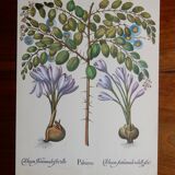 Botanical plate of colchicum and paliurus