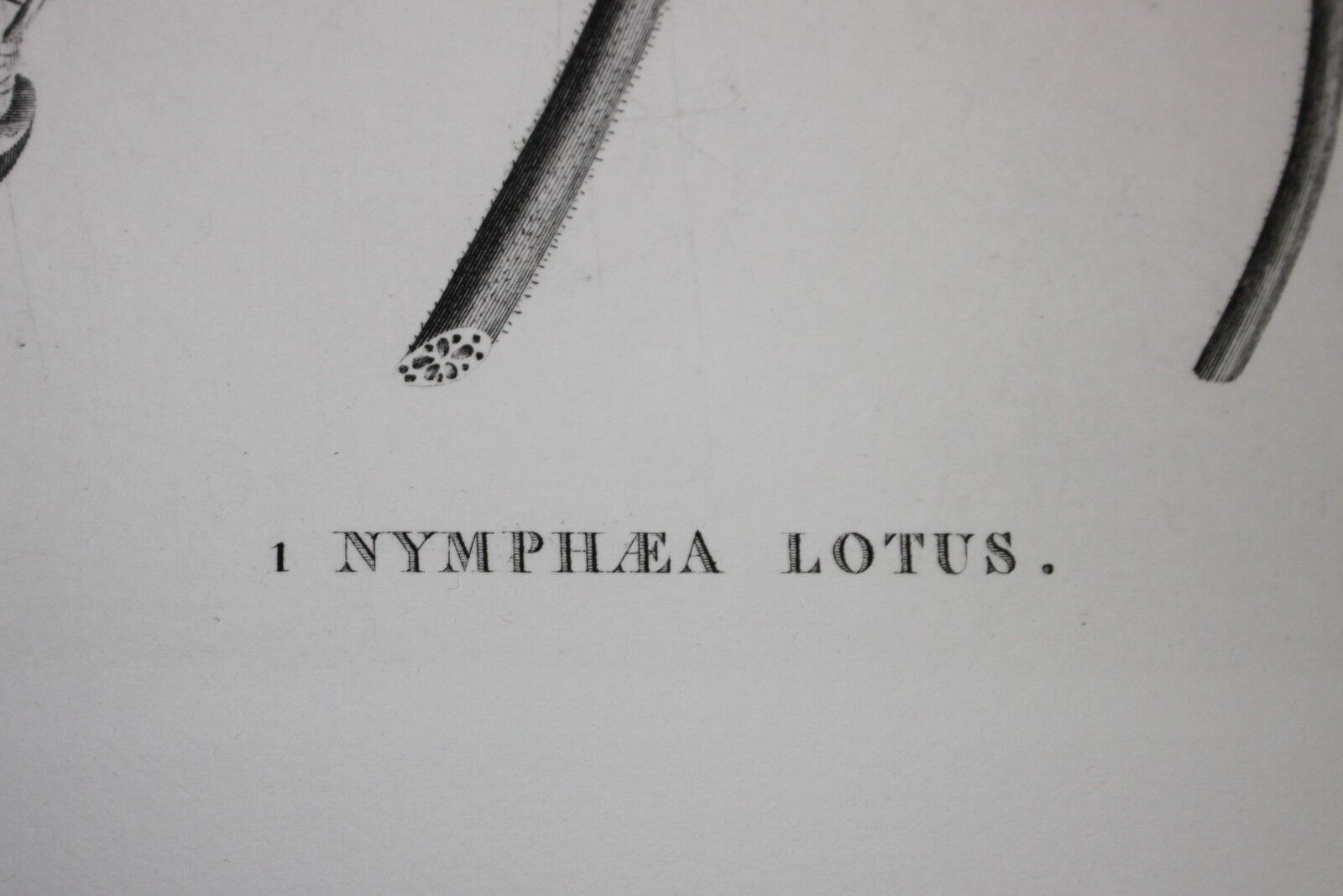 Gravure fleur - planche original de la "chalcographie du louvre" 1800 - lotus nymphæa