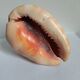 Rose des sables et coquillages marins