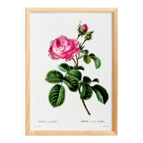 Vintage poster of the hundred-petaled rose, after an 1802 engraving