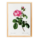Vintage poster of the hundred-petaled rose, after an 1802 engraving