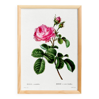 Vintage poster of the hundred-petaled rose, after an 1802 engraving