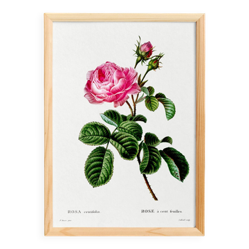 Affiche vintage sur la rose à cent feuilles, d’après une gravure de 1802