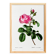Vintage poster of the hundred-petaled rose, after an 1802 engraving