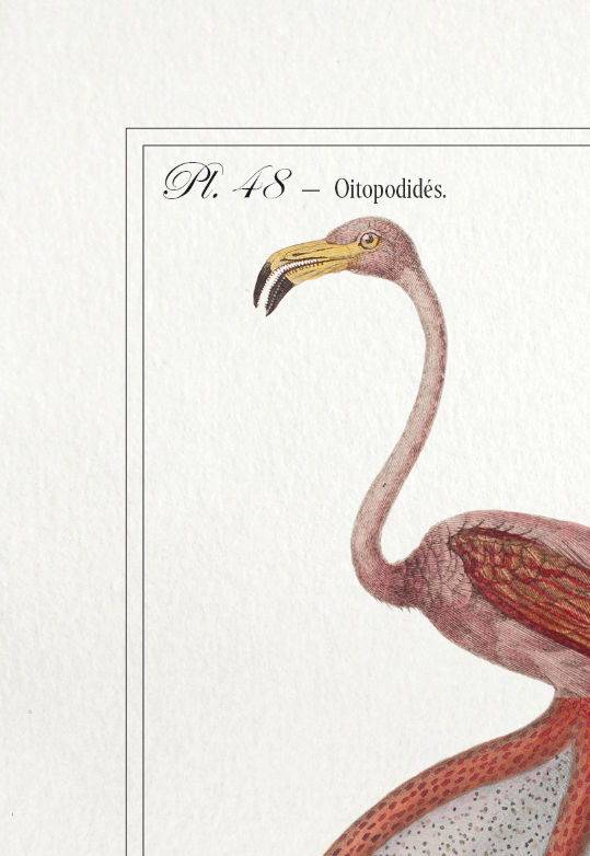 Chimera lithograph animal engraving - the pink flamoulpe