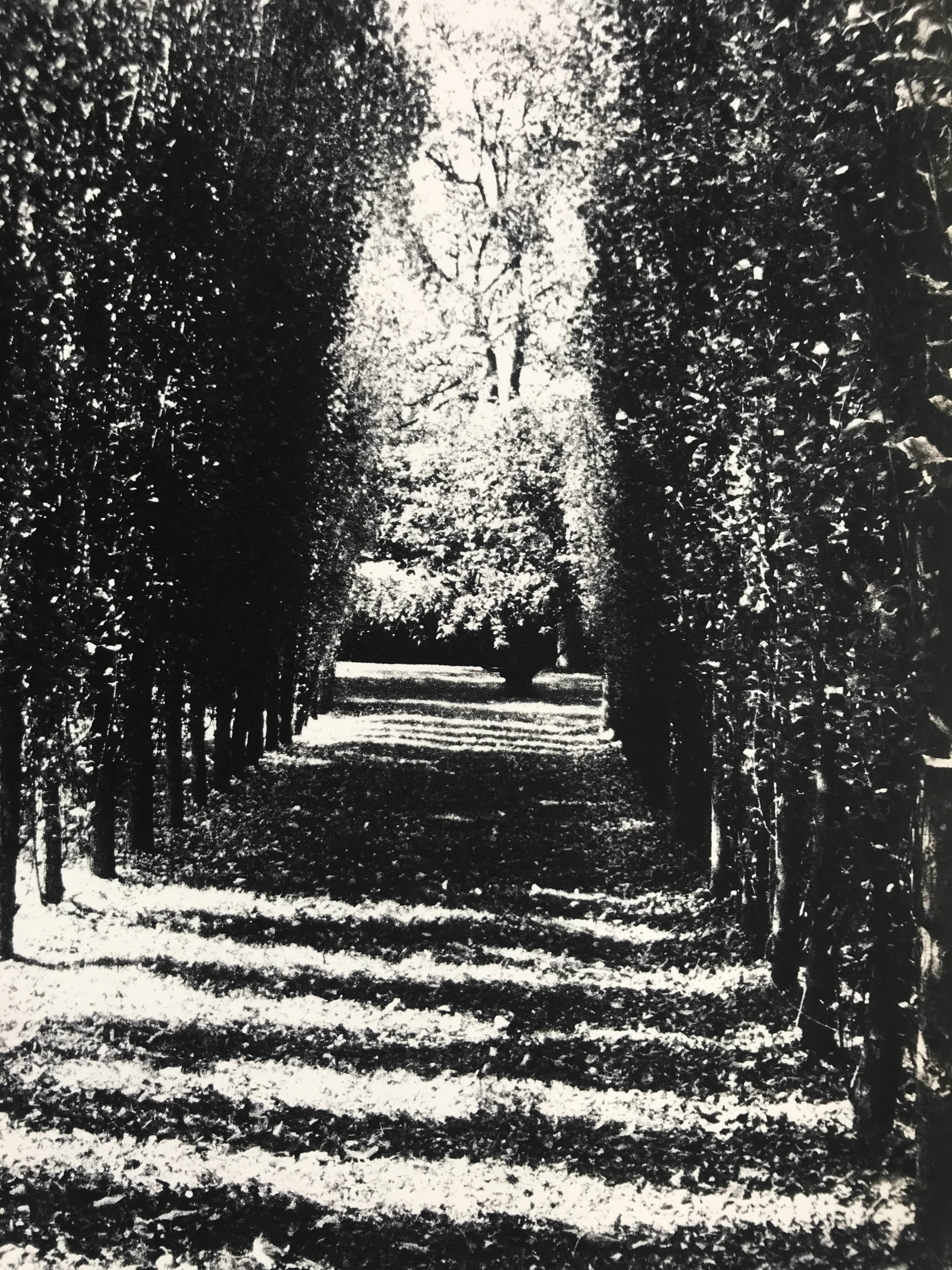 Rosine nusimovici, untitled (poplars), c 1980. black and white silver print
