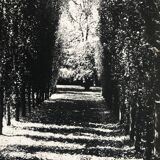 Rosine nusimovici, untitled (poplars), c 1980. black and white silver print