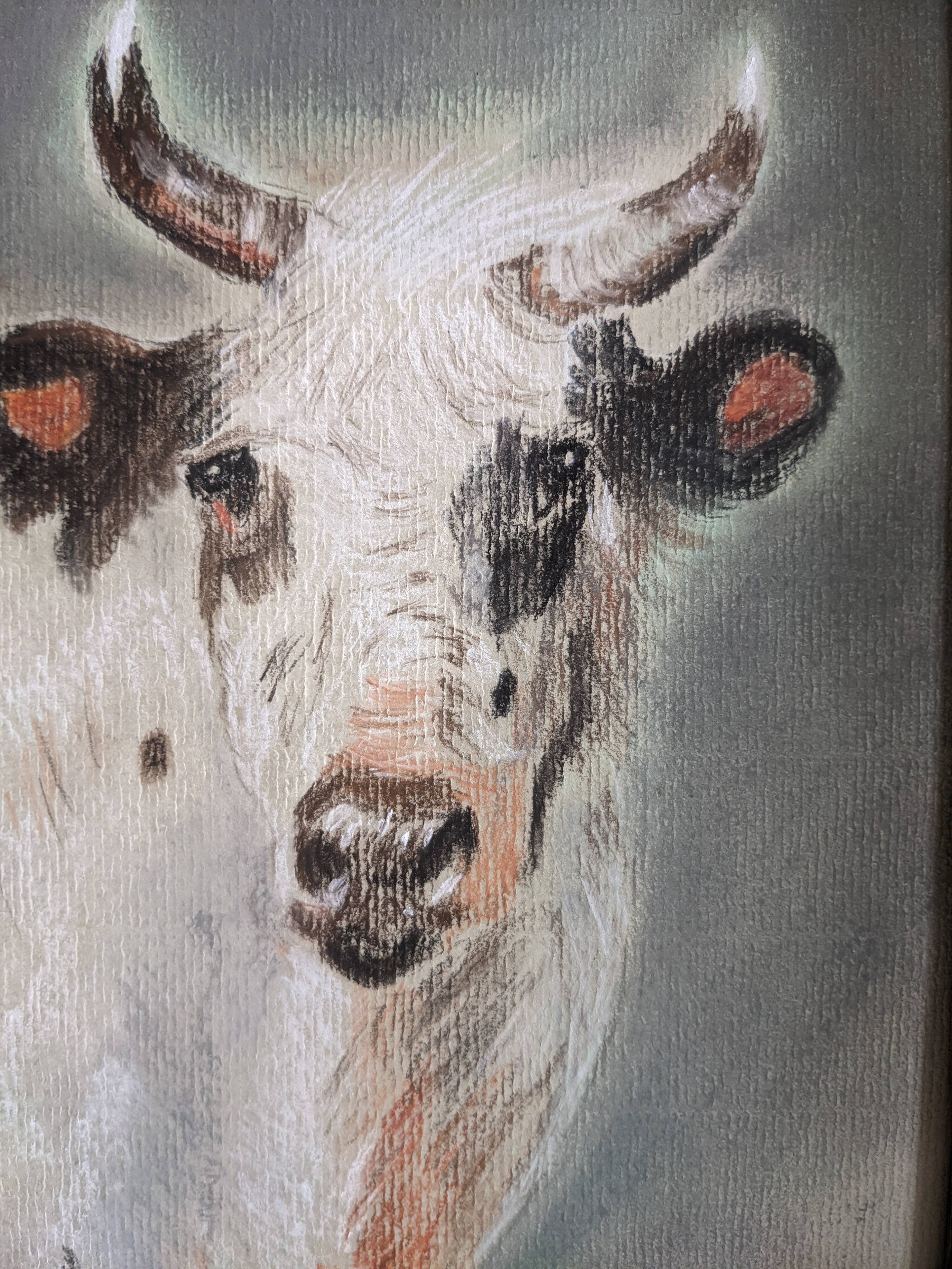 Animal pastel, study of a white cow.