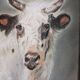 Pastel animalier, étude d’une Vache blanche.
