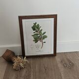 Mate botanical board under wooden frame