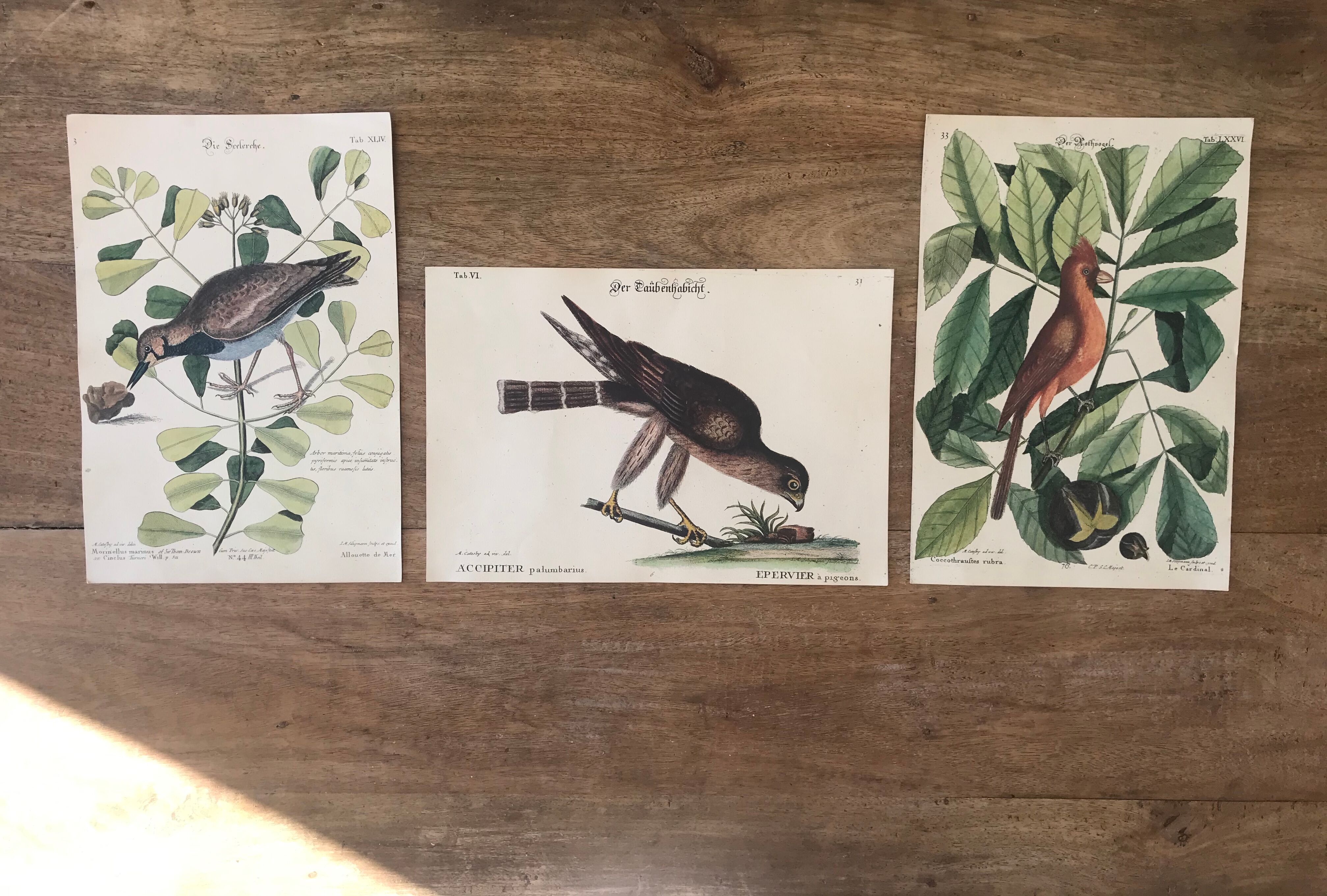 Ornithological board