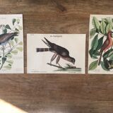 Ornithological board