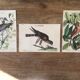 Planche ornithologique