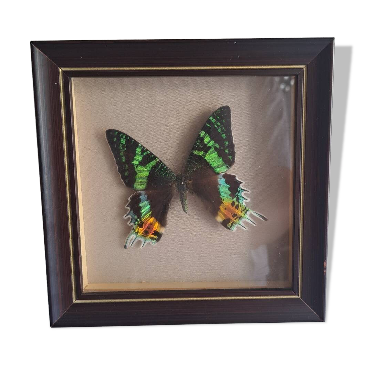 Vintage naturalized butterfly frame
