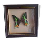Vintage naturalized butterfly frame