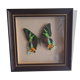 Vintage naturalized butterfly frame