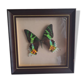 Cadre papillon naturalisé vintage