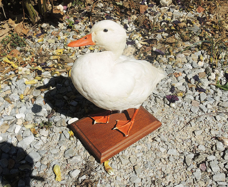 Antique stuffed/albino mallard duck