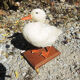 Antique stuffed/albino mallard duck