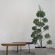 Pair of Spruce Wood Benches, Italy 50s