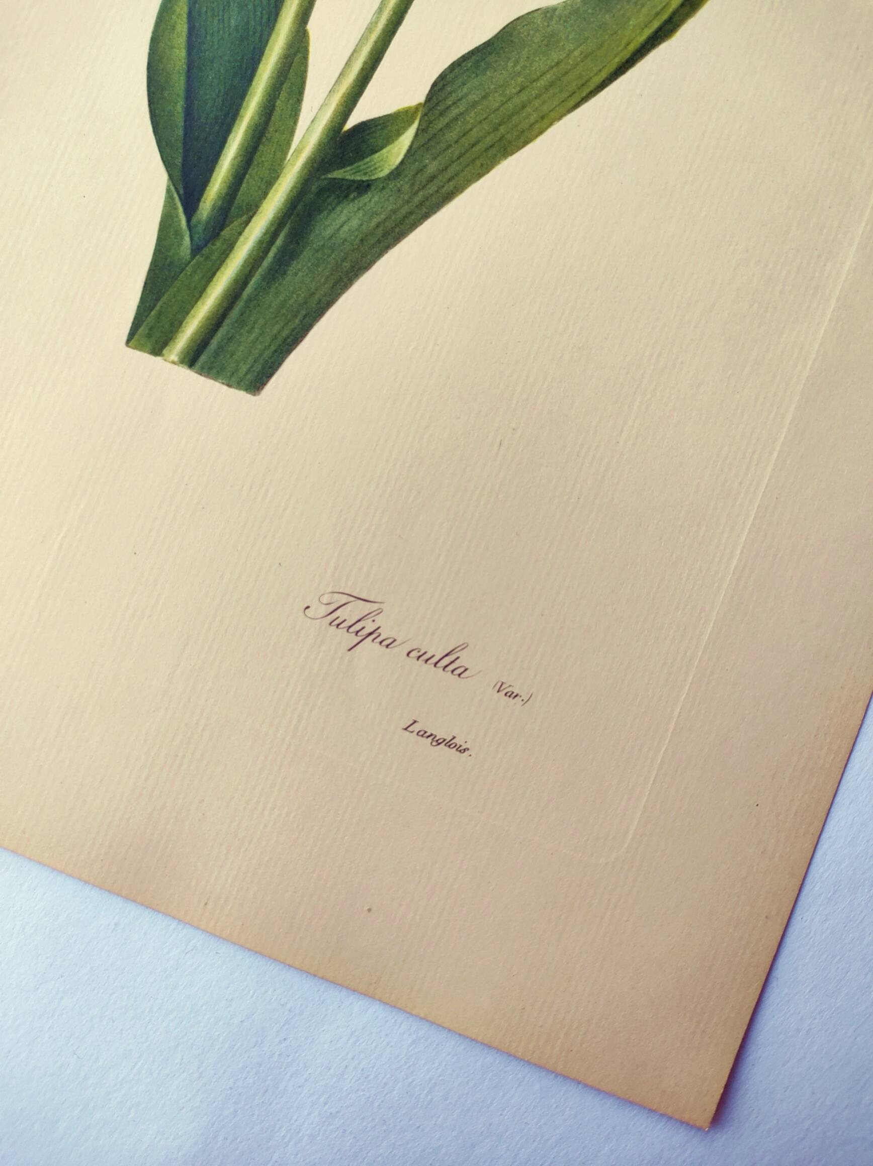Antique botanical engraving -1955- Tulip - by PJ. Redouté. Vintage nature