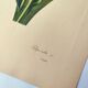 Antique botanical engraving -1955- Tulip - by PJ. Redouté. Vintage nature