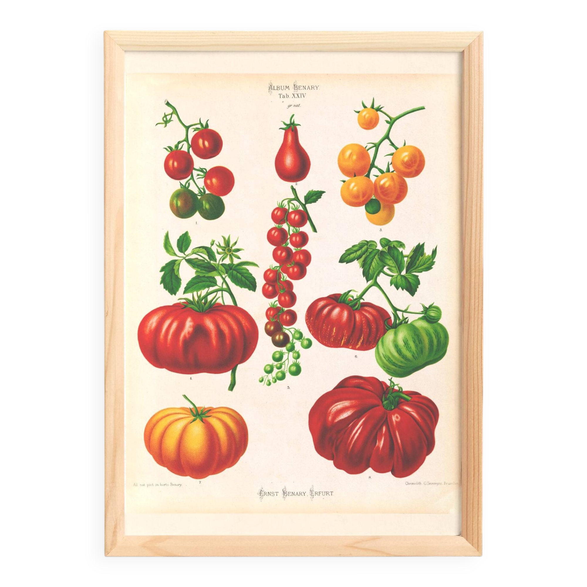 Poster on tomatoes, based on an old engraving from 1886.