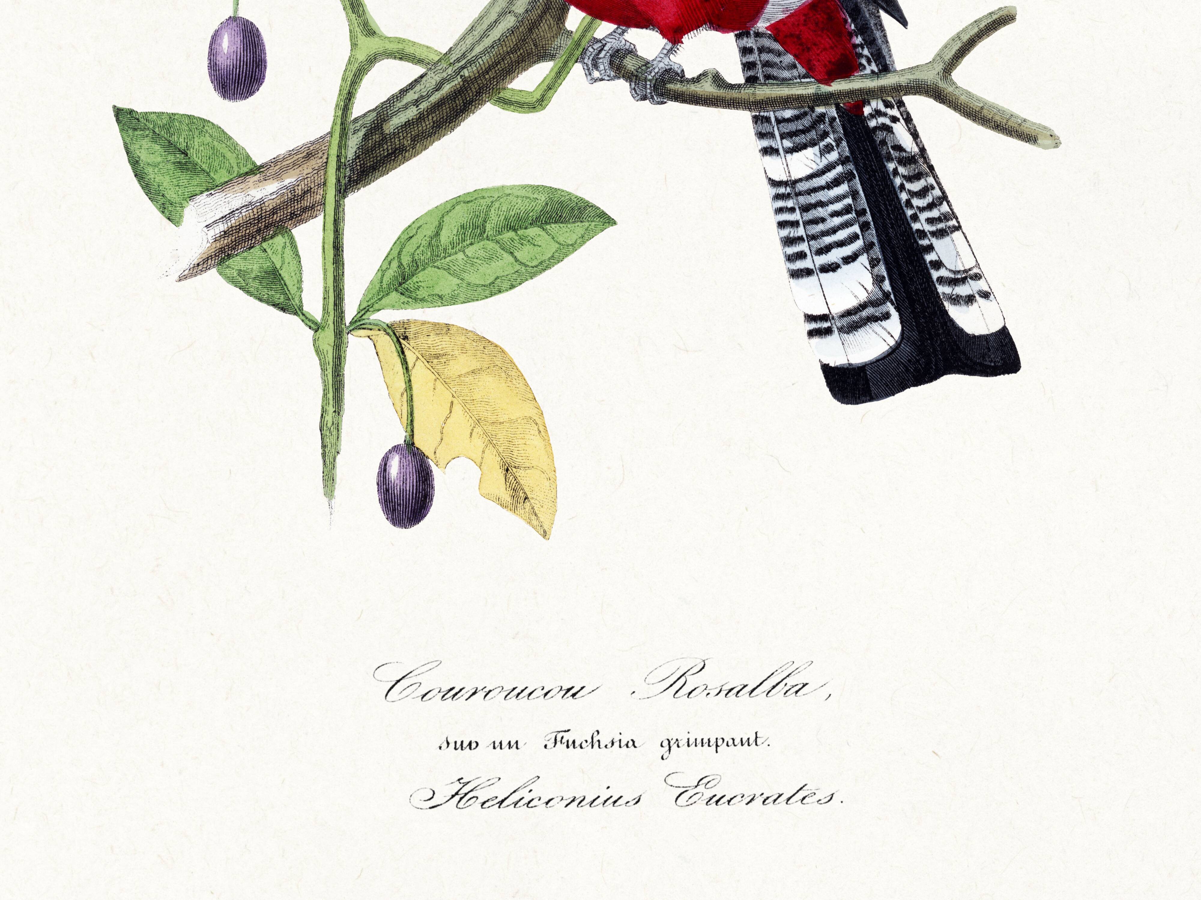 Poster of a crimson parrot (rosella crimsonis), after an old engraving