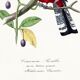 Poster of a crimson parrot (rosella crimsonis), after an old engraving